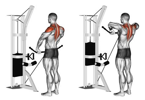Hold each cable pulley stirrup by the hand, palms facing inward. Flexing at the elbows, bring the pulley toward each ear. Pause and squeeze. Return to the starting position and repeat. Reps: 10-15. Sets: 3. 4. Abdominal Cable Crunches. No full-body workout is complete without some ab exercises.